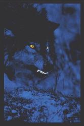 Poster - Electric wolf Enmarcado de cuadros